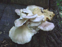 Image of Branched Oyster Mushroom