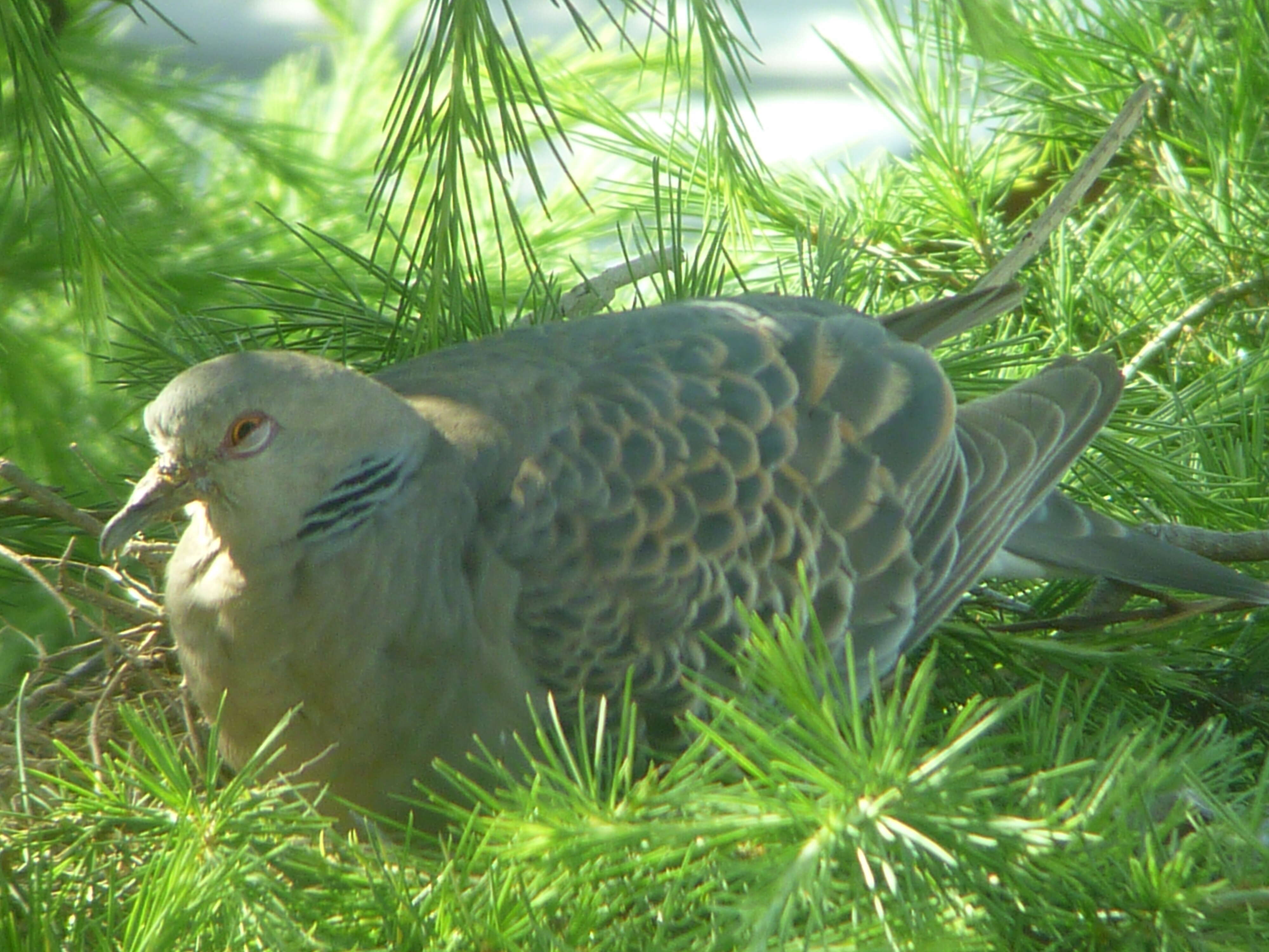 Image of Oriental Turtle Dove