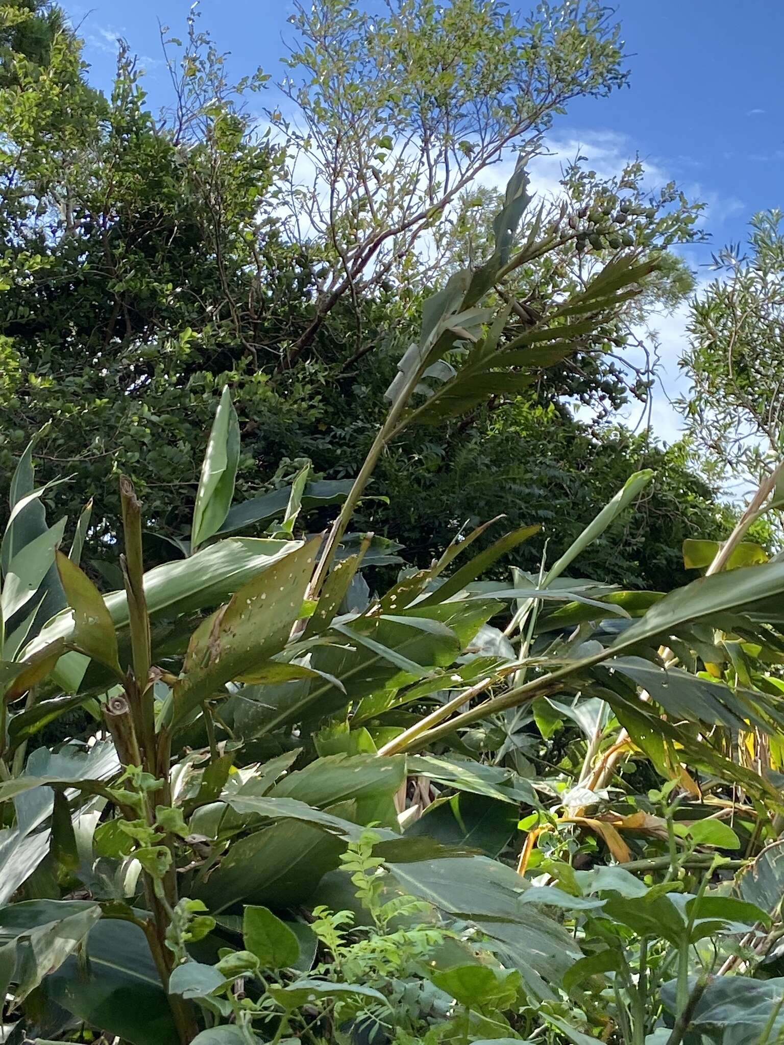 Image of Alpinia koshunensis Hayata