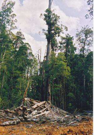 Image of Mountain ash