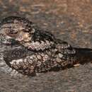 Image of Grey Nightjar