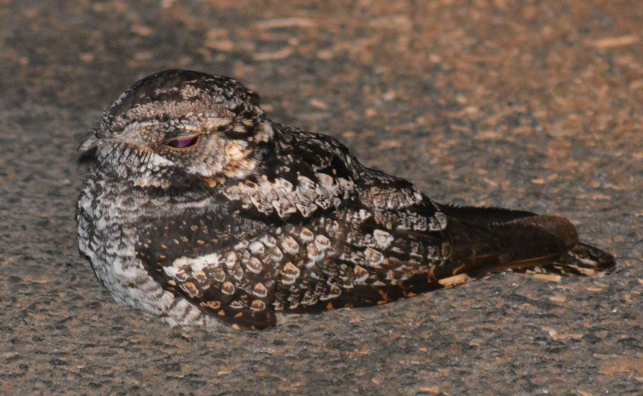 Image of Grey Nightjar