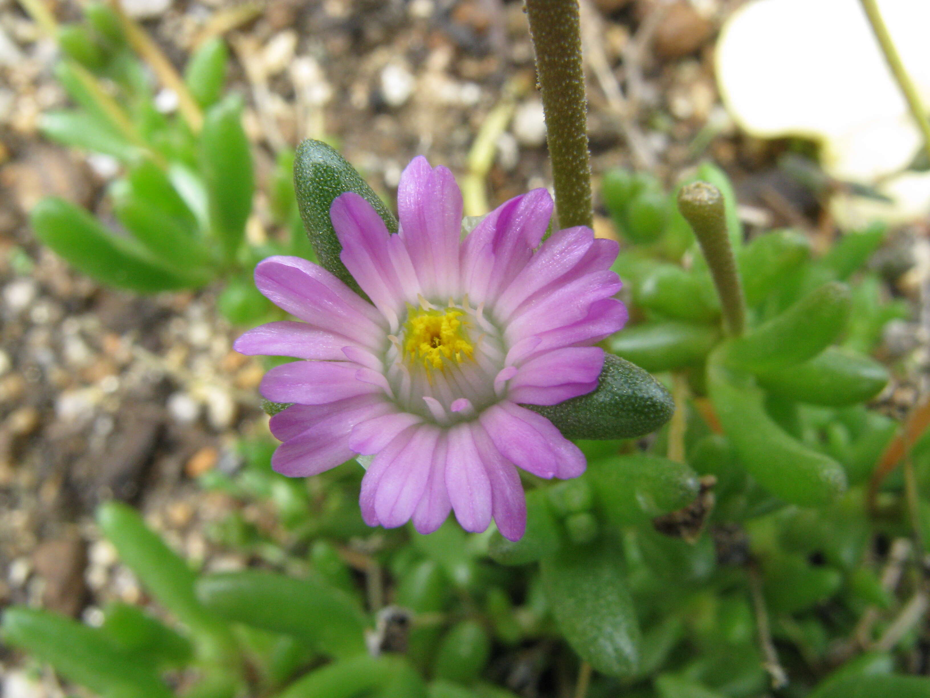 صورة Lampranthus