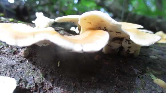 Imagem de Loweomyces fractipes (Berk. & M. A. Curtis) Jülich 1982