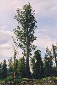 Image de Eucalyptus regnans F. Müll.