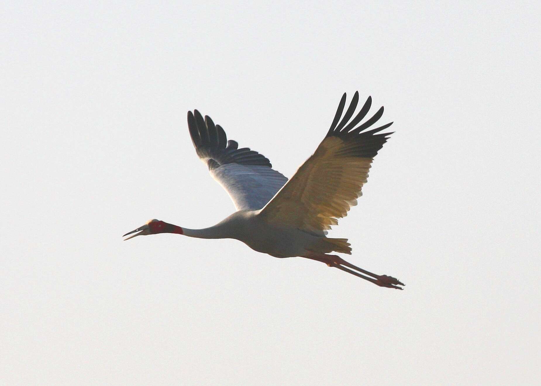 Image of Sarus Crane