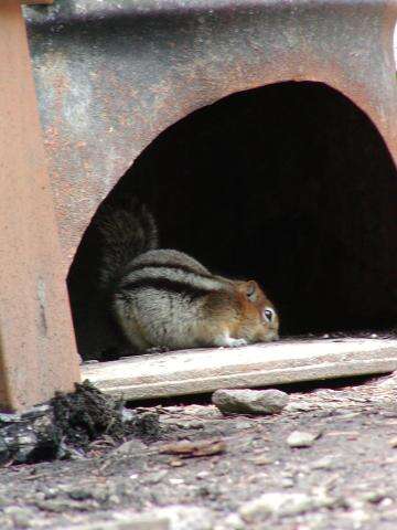 Callospermophilus Merriam 1897 resmi