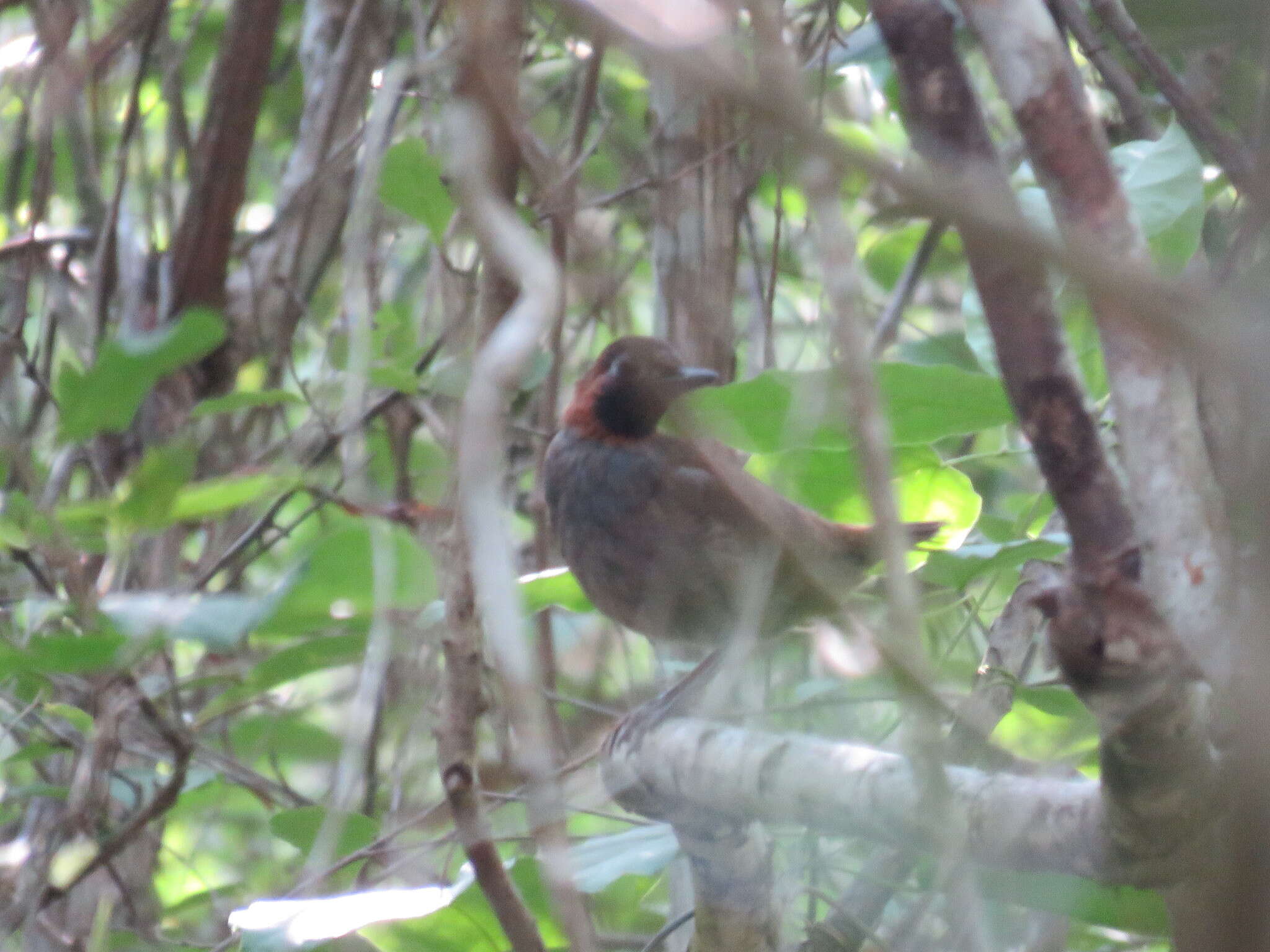 Image of Mayan Antthrush