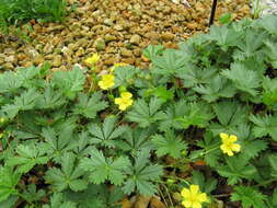 Image of spring cinquefoil