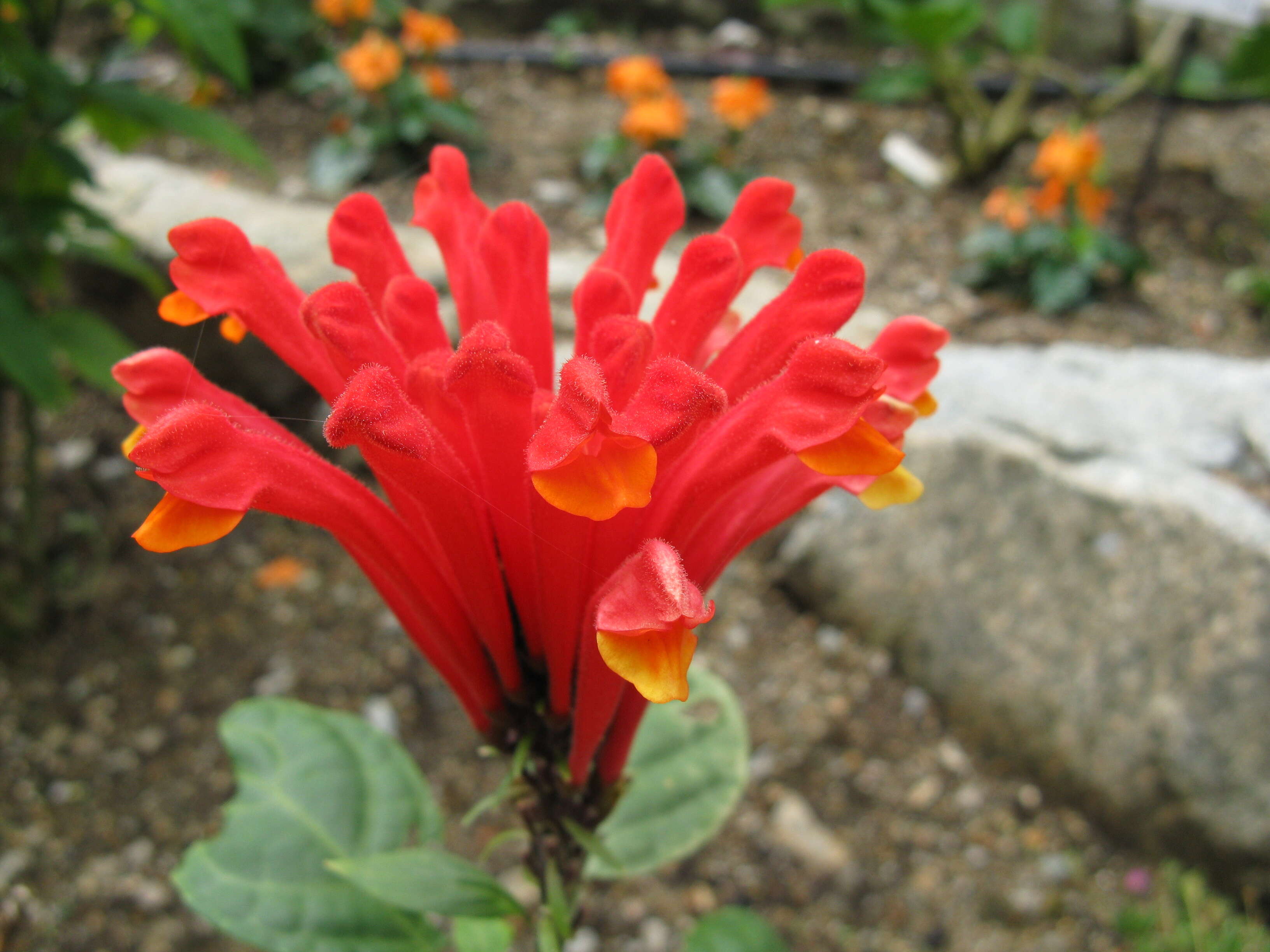 Image de Scutellaria costaricana H. Wendl.