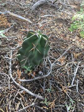 Image of Echinocereus triglochidiatus subsp. triglochidiatus