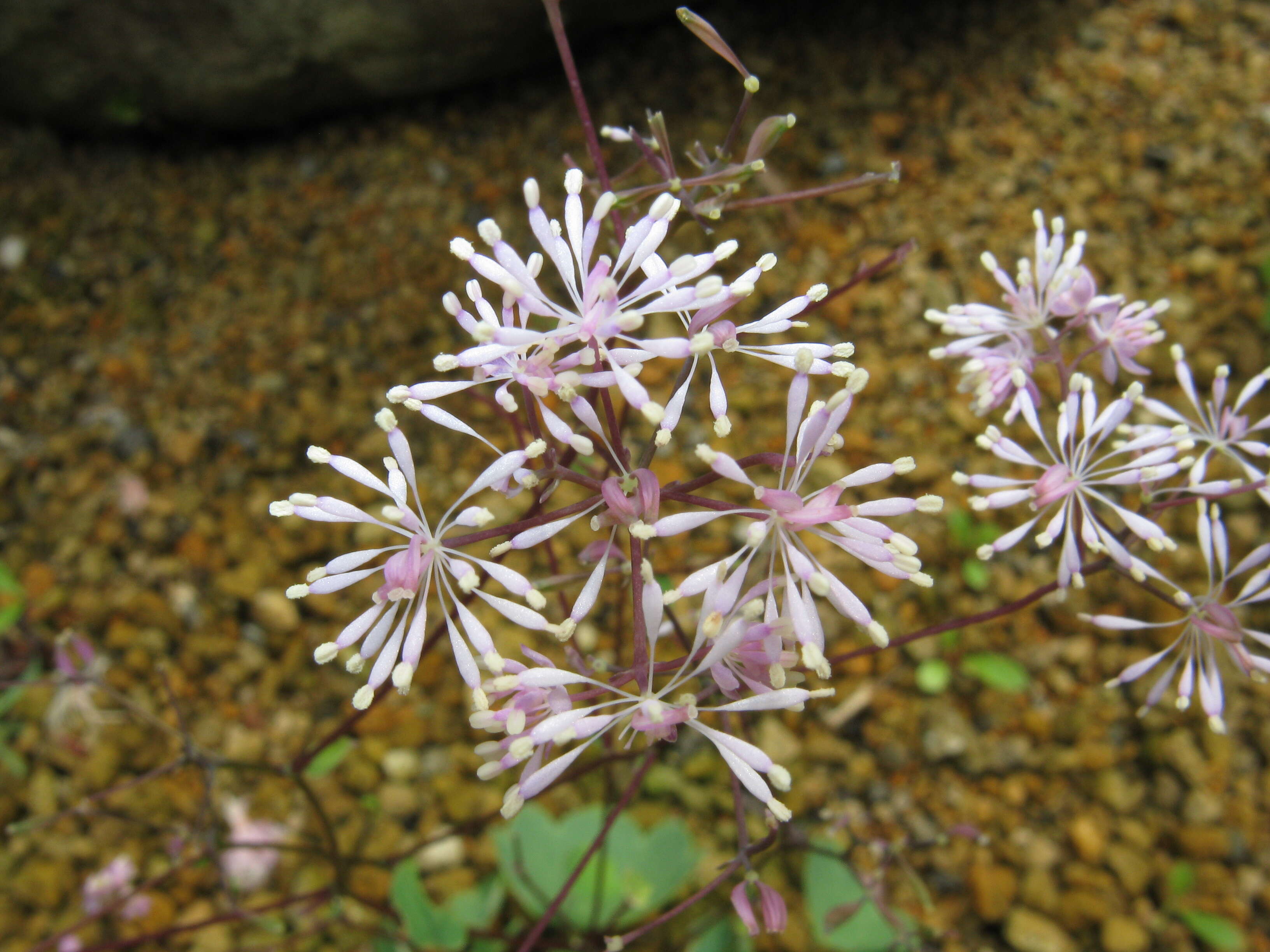 Image of meadow-rue