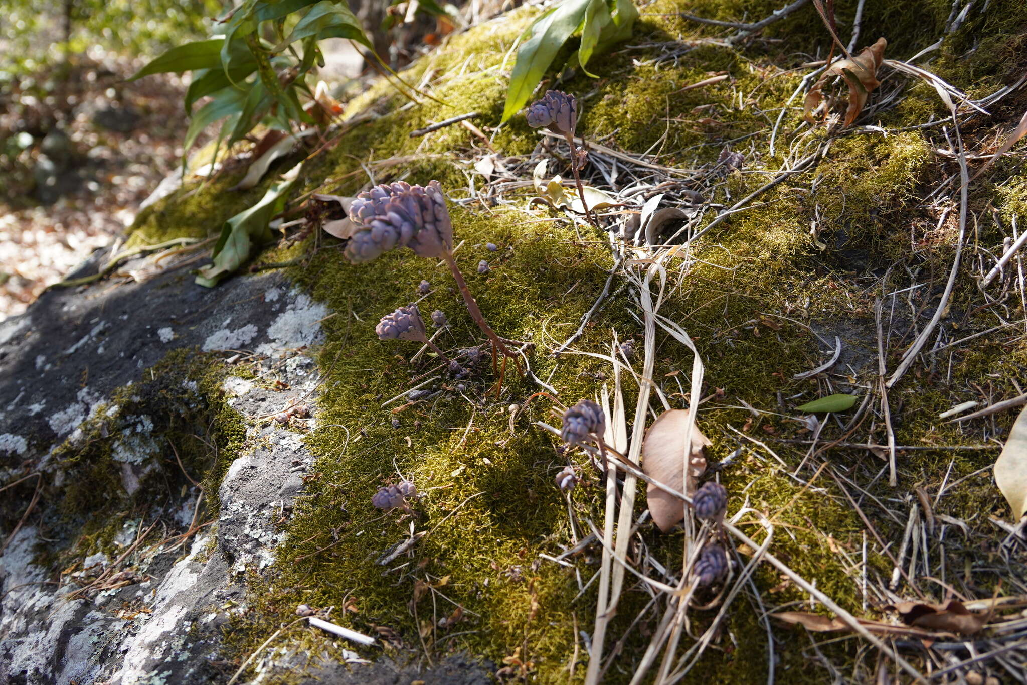 Image of lavender scallops