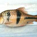 Image of Spanner barb