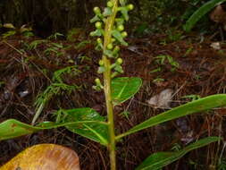 صورة Souroubea exauriculata Delp.