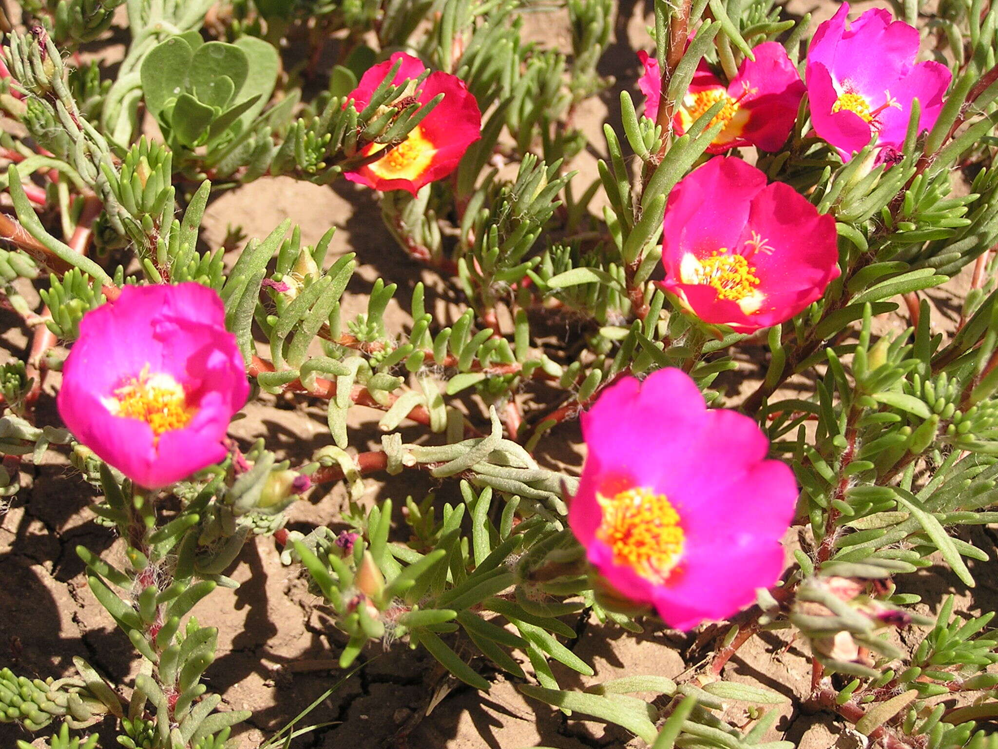 Image of Moss-rose Purslane