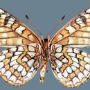 Euphydryas anicia alena W. Barnes & Benjamin 1926的圖片