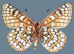 Euphydryas anicia alena W. Barnes & Benjamin 1926的圖片