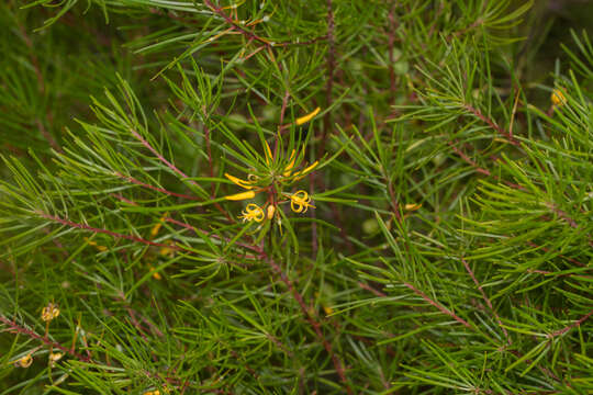 Image of Persoonia virgata R. Br.