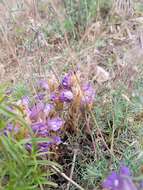 Image de Phelipanche arenaria (Borkh.) Pomel