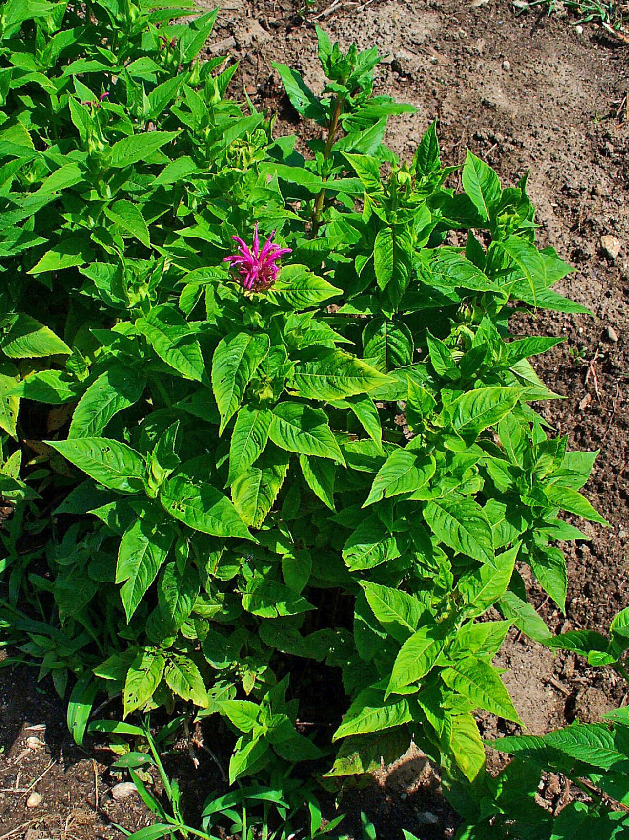 Image of scarlet beebalm