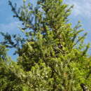 Imagem de Podocarpus nubigenus Lindl.