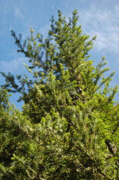 Слика од Podocarpus nubigenus Lindl.
