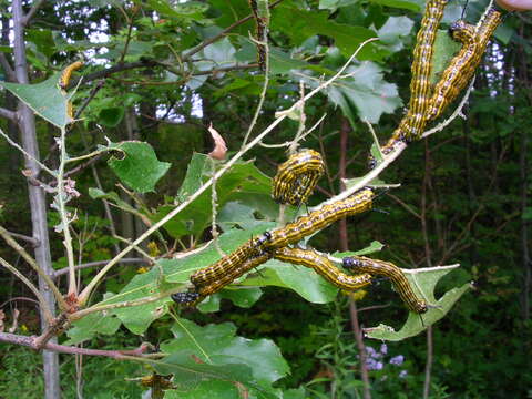 Image of Orange-tipped oakworm moth