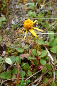 Image of Dwarf Arctic Groundsel