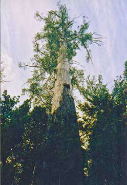 Image de Eucalyptus regnans F. Müll.