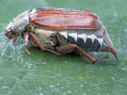 Image of Common cockchafer