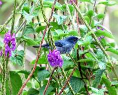 Image of Slaty Flower-piercer