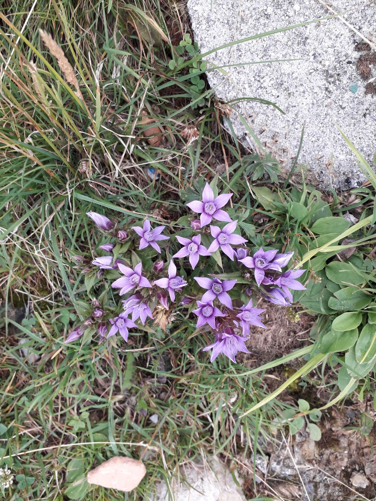 Imagem de Gentianella anisodonta (Borbás) A. & D. Löve