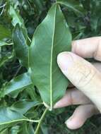 Image of Ventilago pubiflora Francis