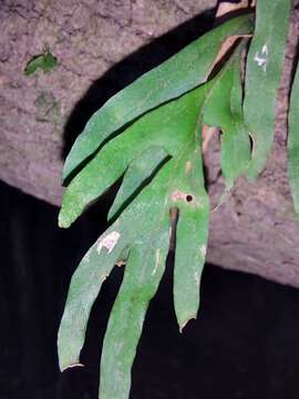 Image of Pleopeltis pleopeltifolia (Raddi) Alston