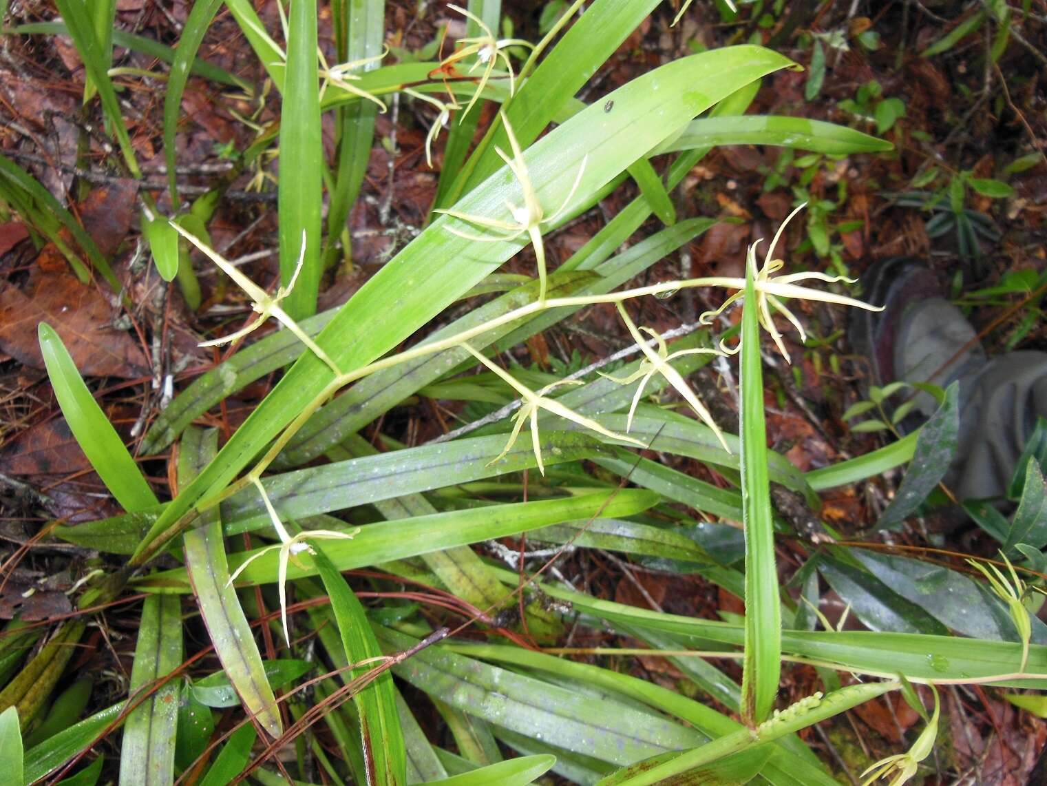 Image of Prosthechea rhynchophora (A. Rich. & Galeotti) W. E. Higgins