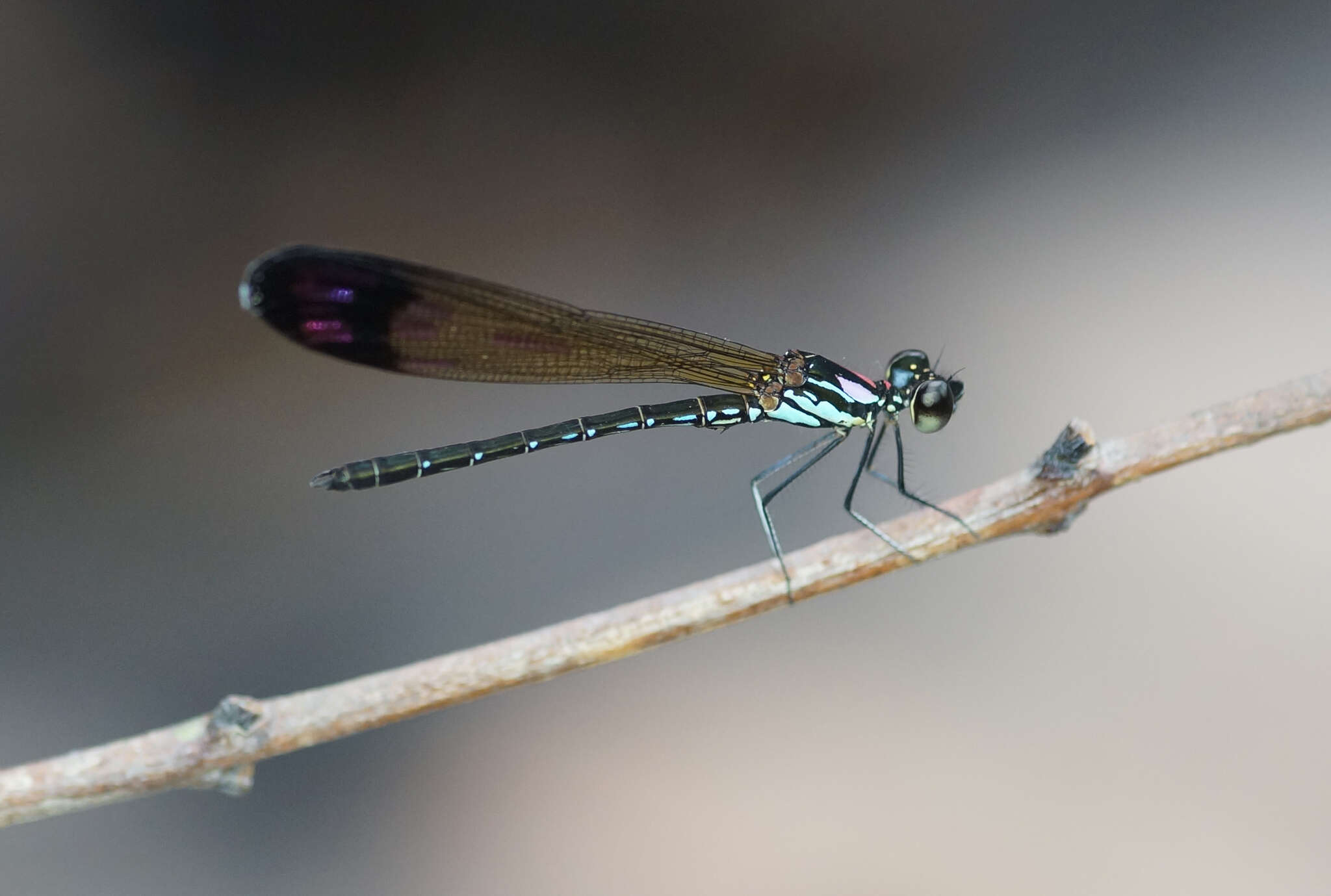 Image of Heliocypha biforata (Selys 1859)