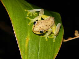 Image of Betsileo Reed Frog