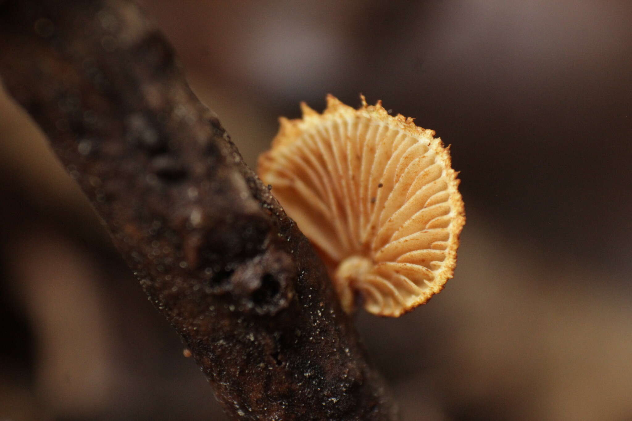 Слика од Pleuroflammula croceosanguinea (Mont.) Singer 1969