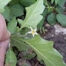 Image of black nightshade