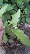 Image of black nightshade