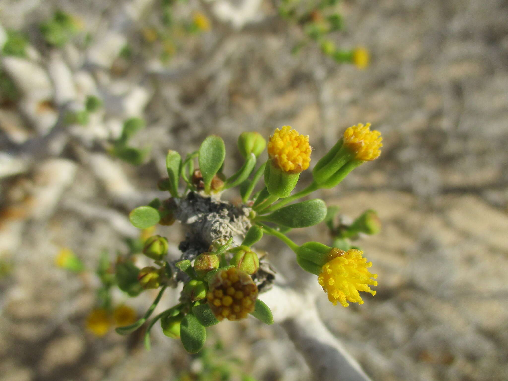 Image of Othonna furcata (Lindl.) Druce