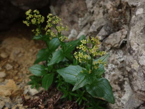 Image of Valeriana elongata Jacq.