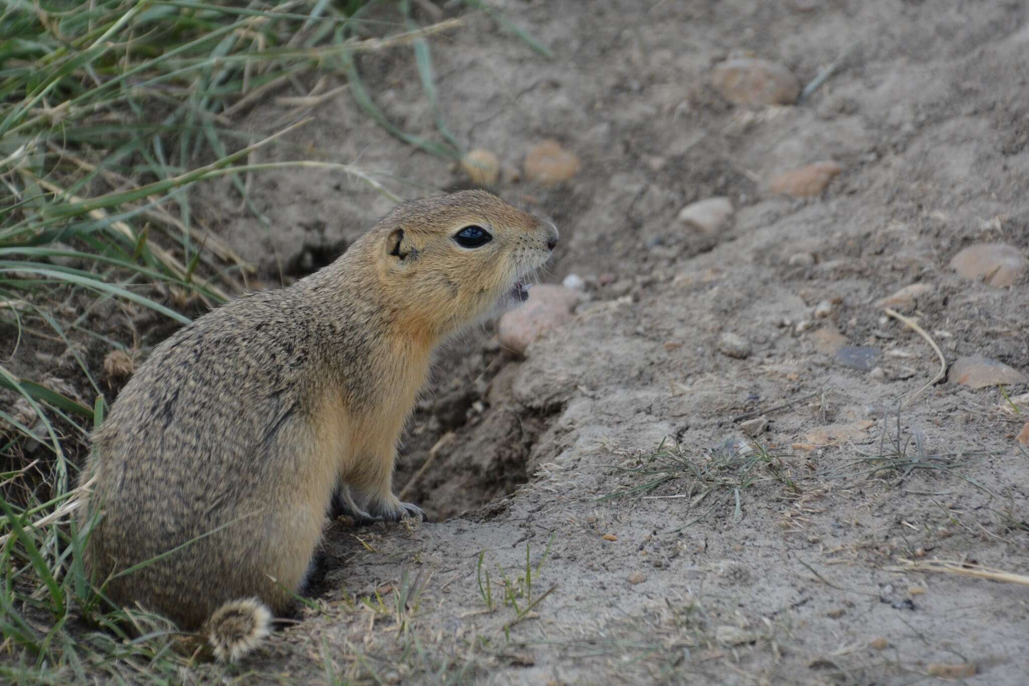 صورة Urocitellus richardsonii (Sabine 1822)