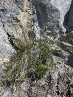 Image of Mojave Sandwort