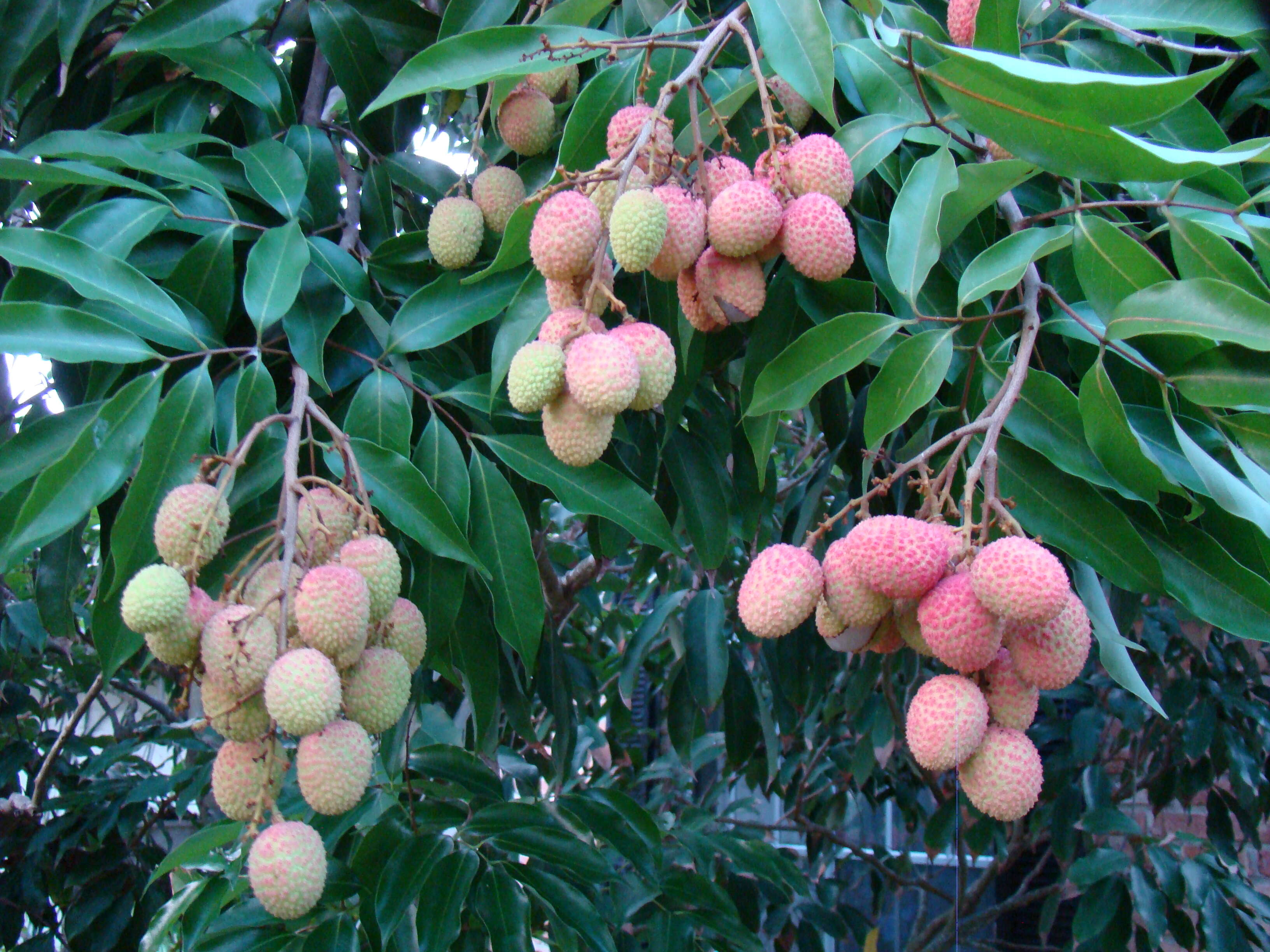 Image of lychee