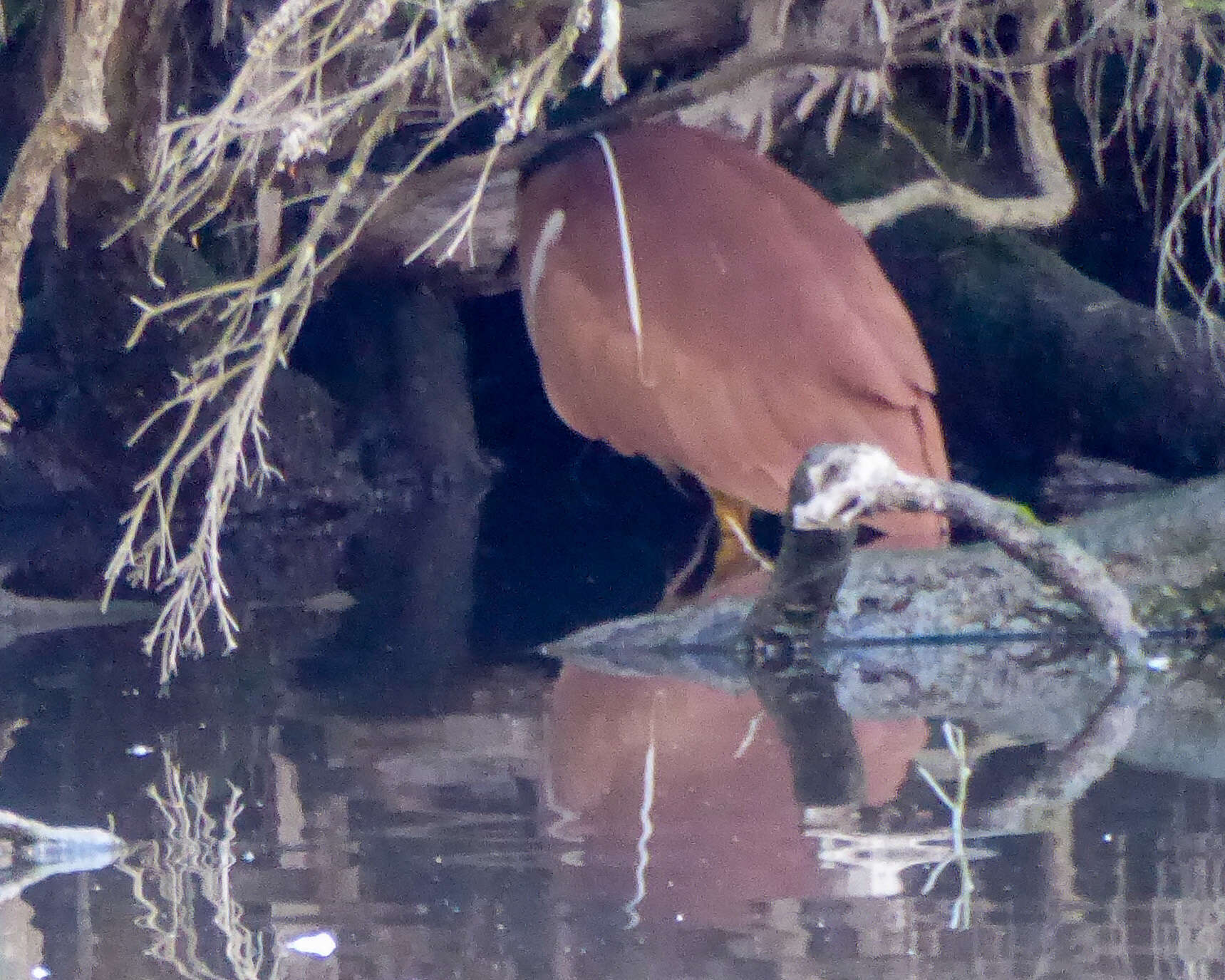 Image of Nankeen Night Heron