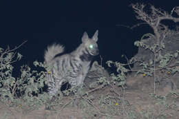 Image of Striped Hyena