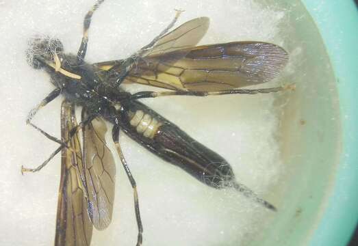 Image of <i>Tremex magus</i>