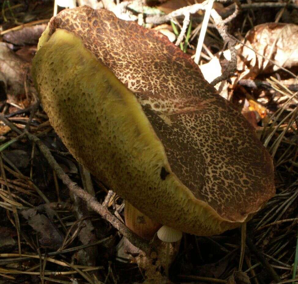 Image of Red-cracking Bolete